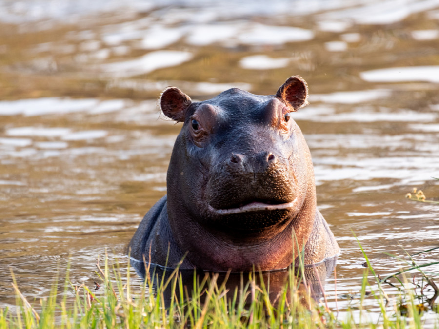 Nijlpaard in Botswana