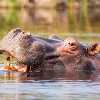 Afbeelding voor KAZA