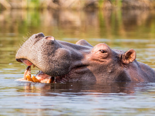 Afbeelding voor KAZA