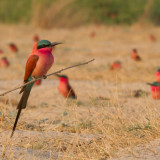 Afbeelding voor Caprivistrook in Namibië