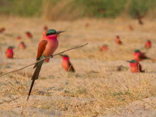 Afbeelding voor Caprivistrook in Namibië