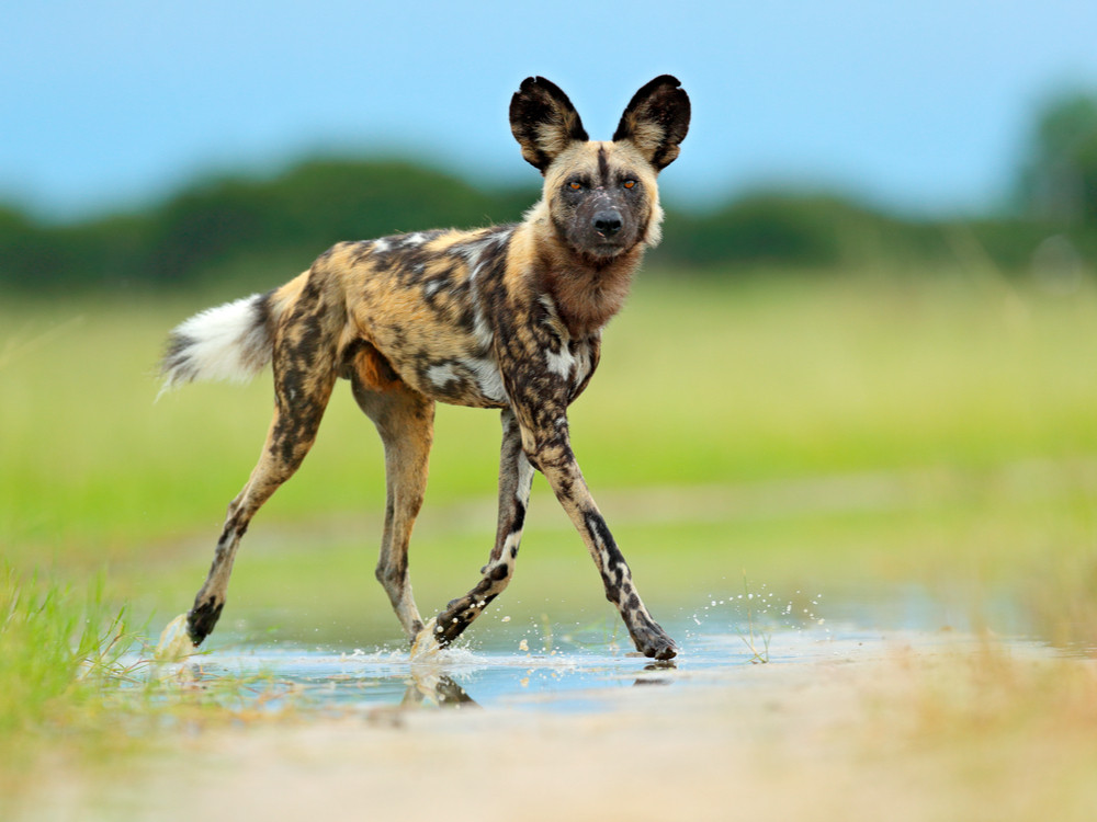 Wilde hond in Moremi