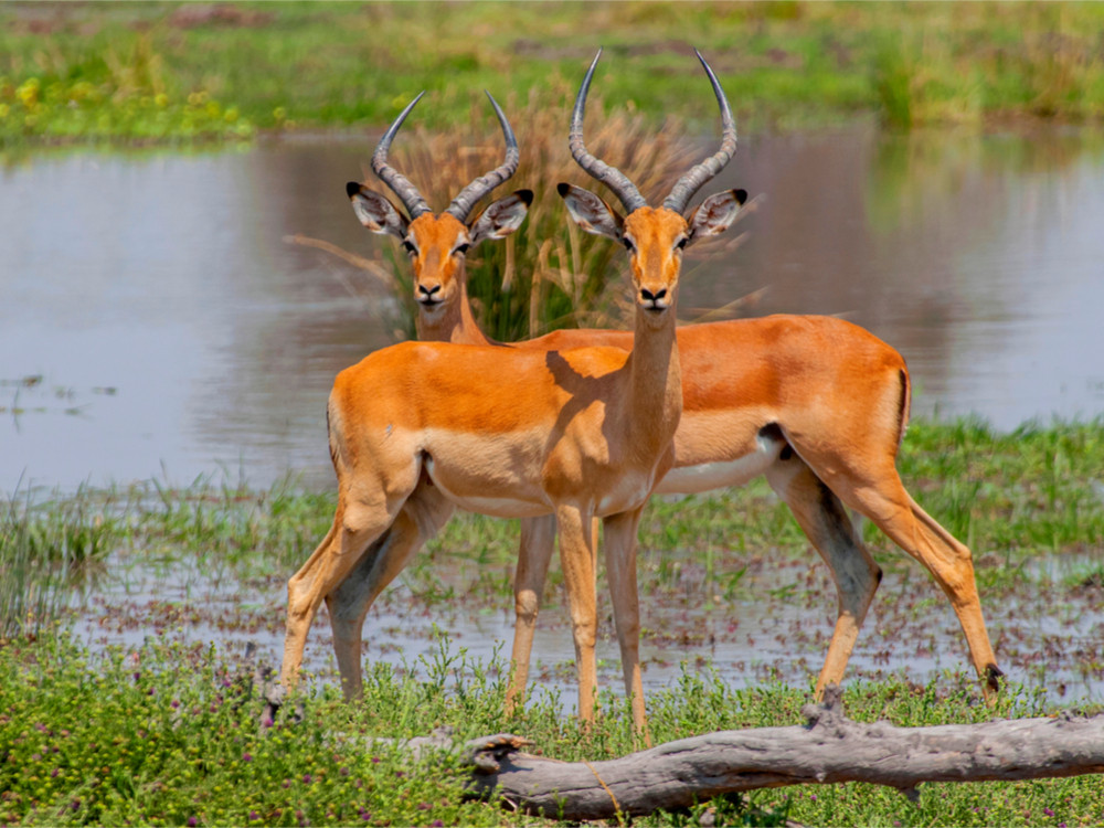 Impala's