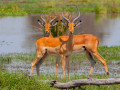Impala's