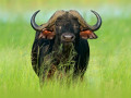 Buffel