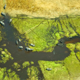 Afbeelding voor Okavangodelta