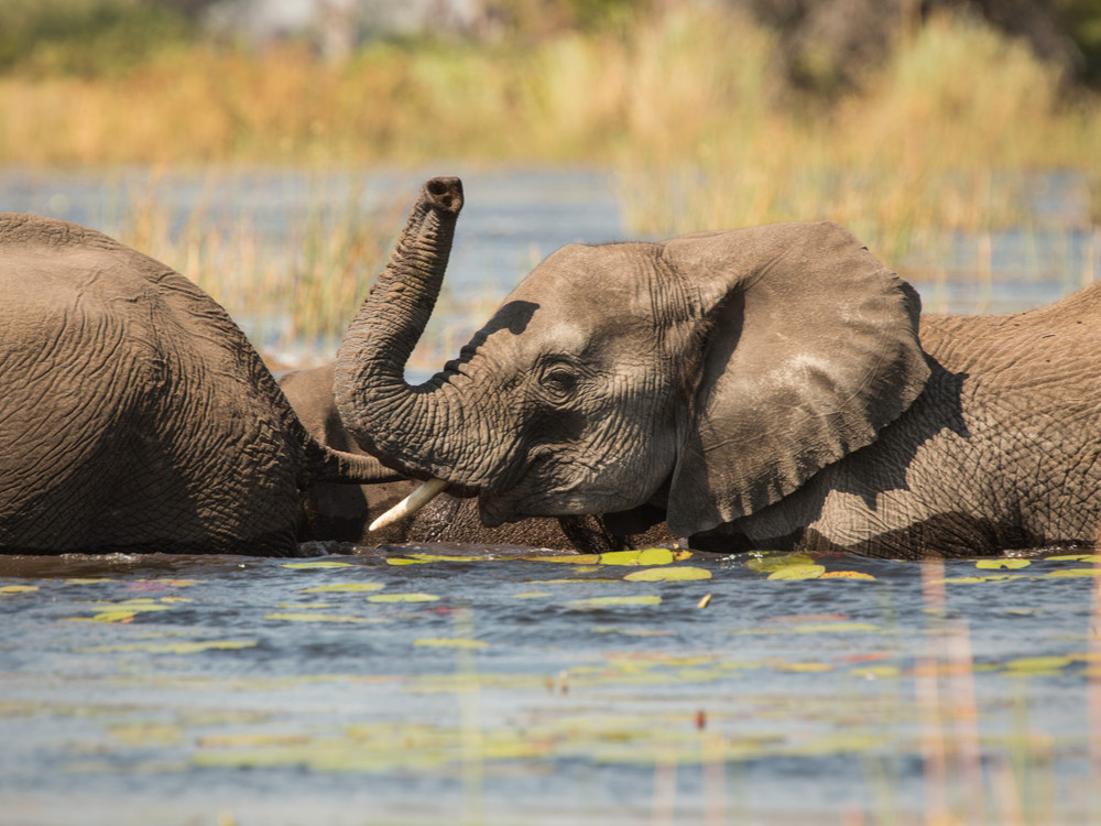 Wildlife Okavangodelta