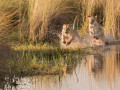 Leeuwen Okavango