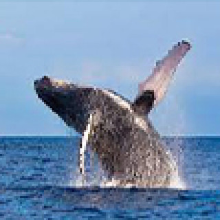 Afbeelding voor 333TRAVEL - Whale Watching Cruise