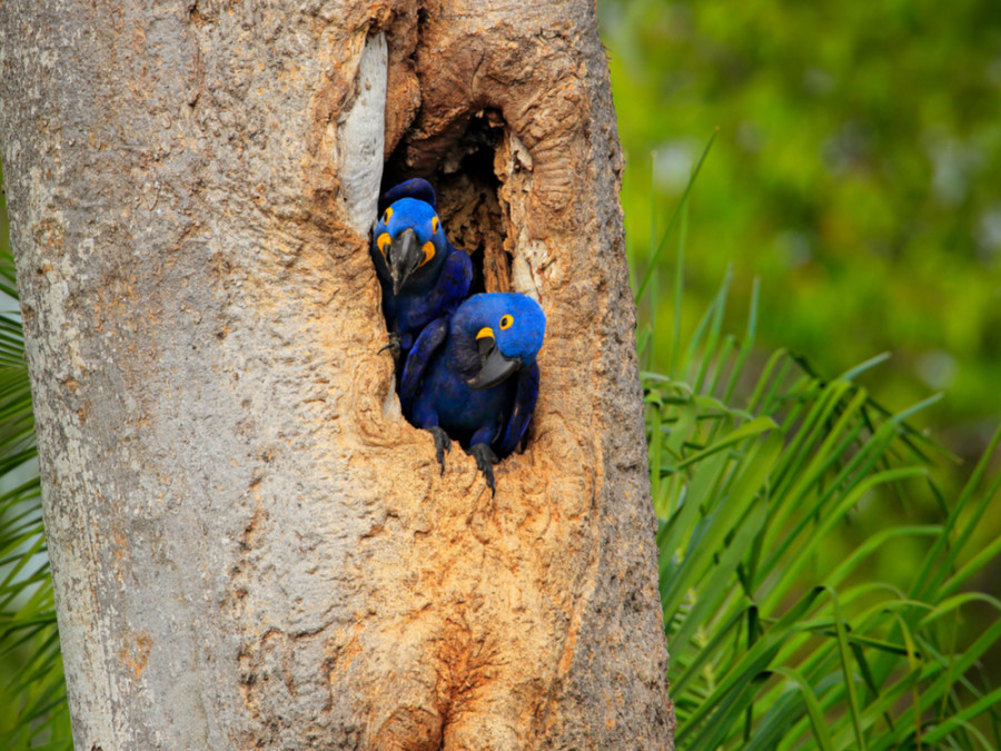 Vogelgebieden Brazilie