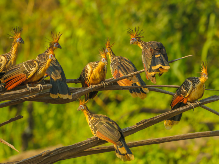 Vogelreis Brazilie