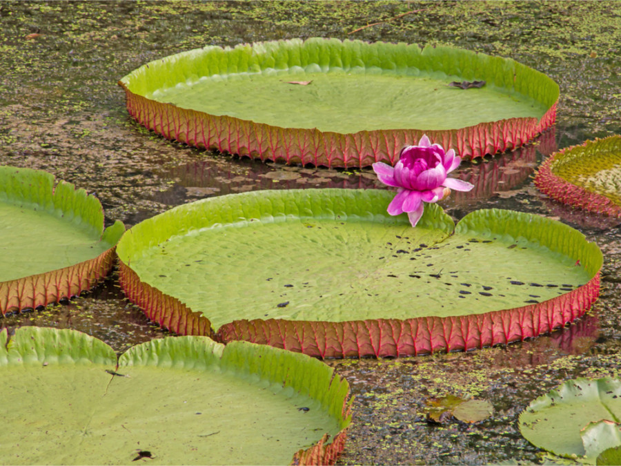 Natuur in de Pantanal