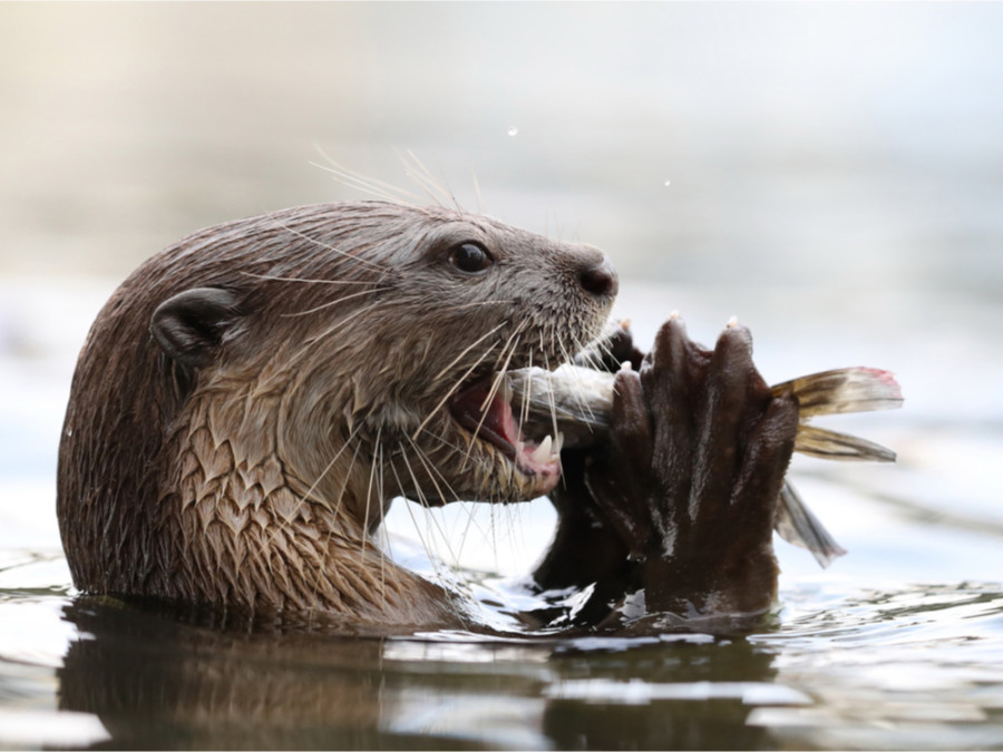 Reuzenotter in de Pantanal