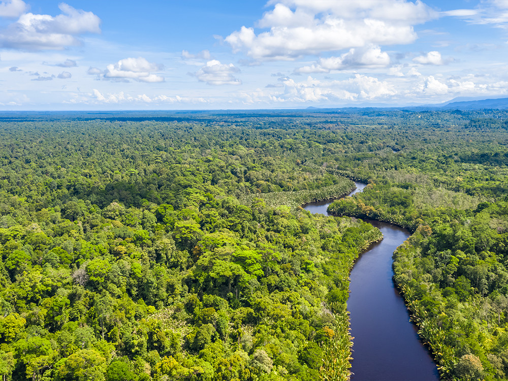 Jungle in Brunei