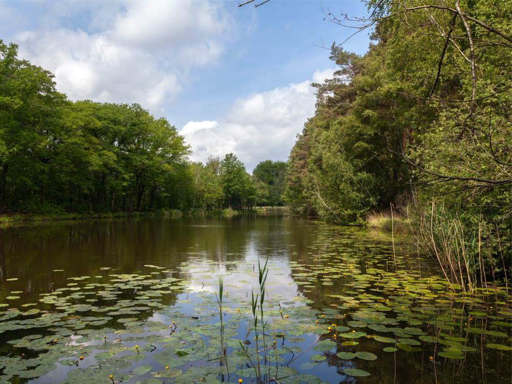 Natuurgebied Brunssummerheide