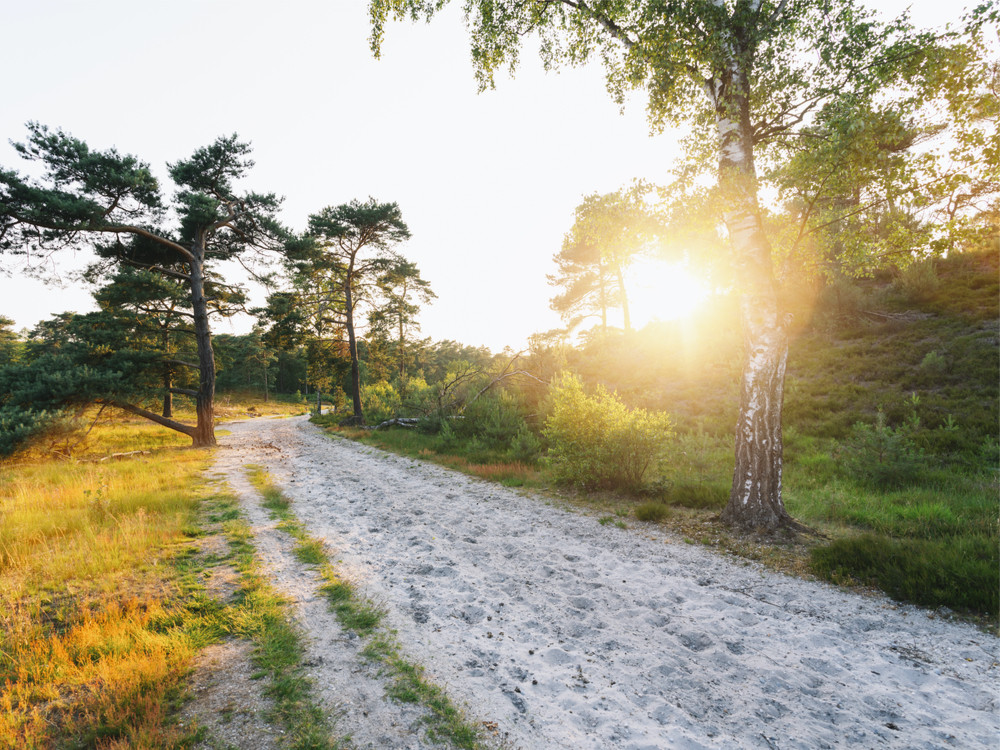 Brunssummerheide