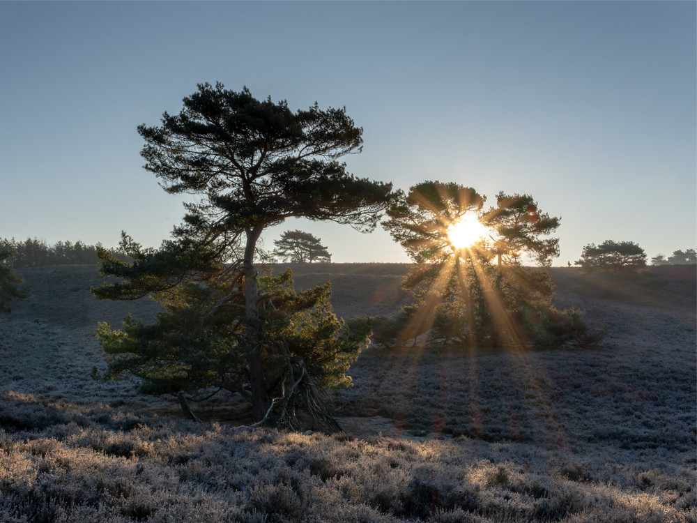 Brunssummerheide