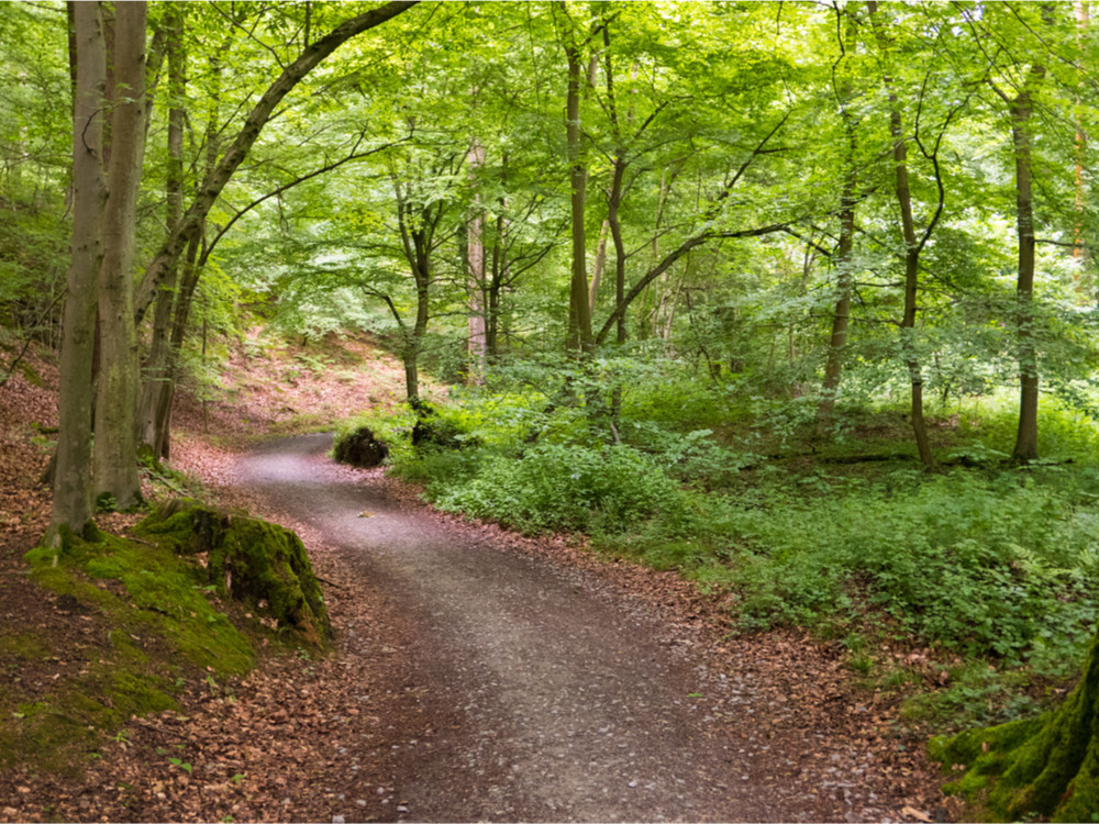 Natuur bij Brussel - Zoniënwoud