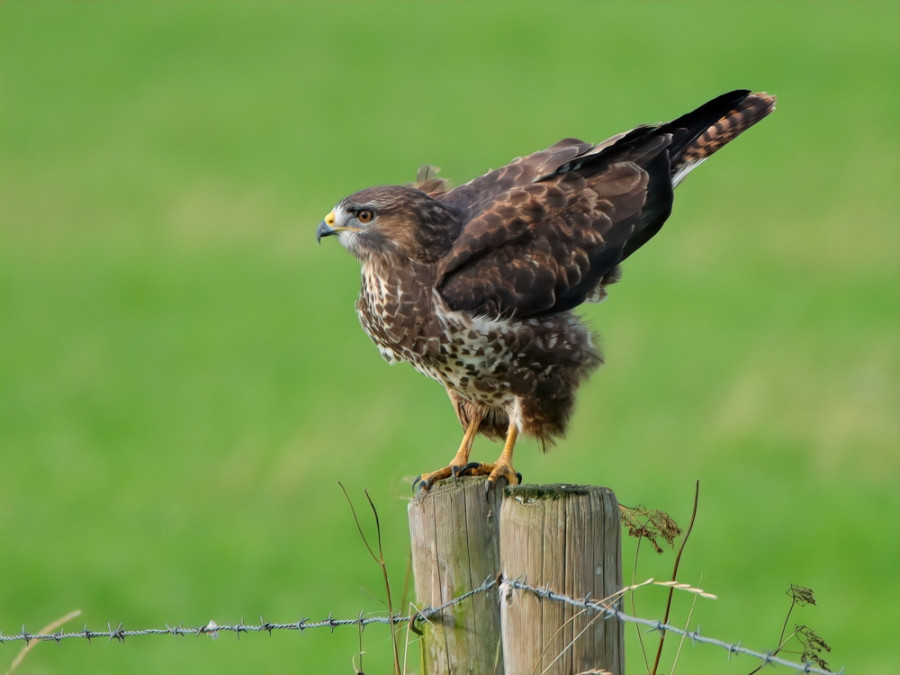 Binnenveld buizerd