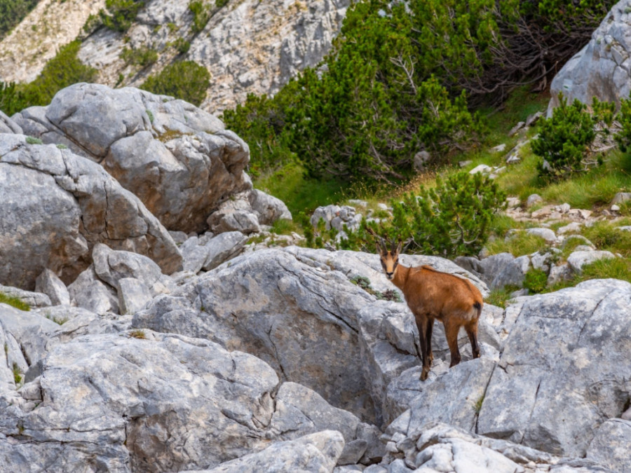 Wandelen in Pirin Bulgarije