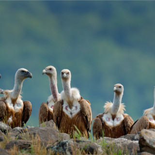 Afbeelding voor Vogelreis Bulgarije