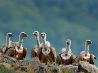 Afbeelding voor Vogelreis Bulgarije