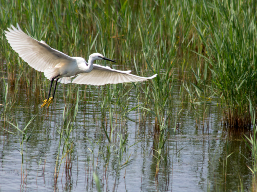 Vogelreis Bulgarije