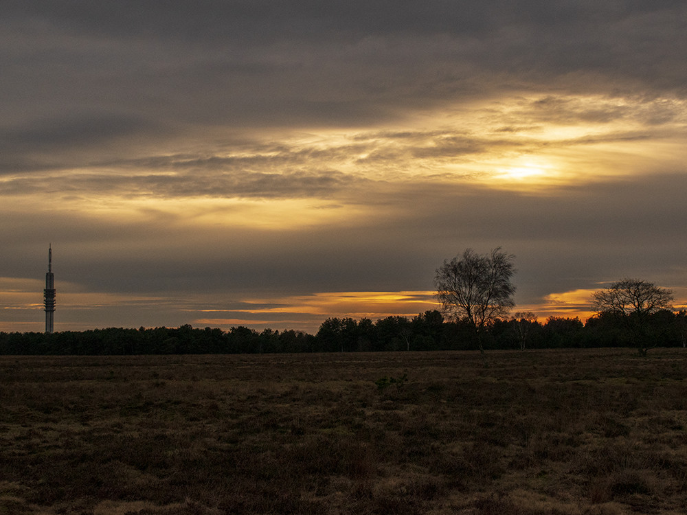 Gouden uurtje op de Bussumerheide