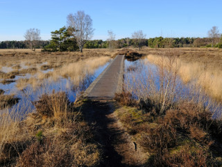 Afbeelding voor Buurserzand