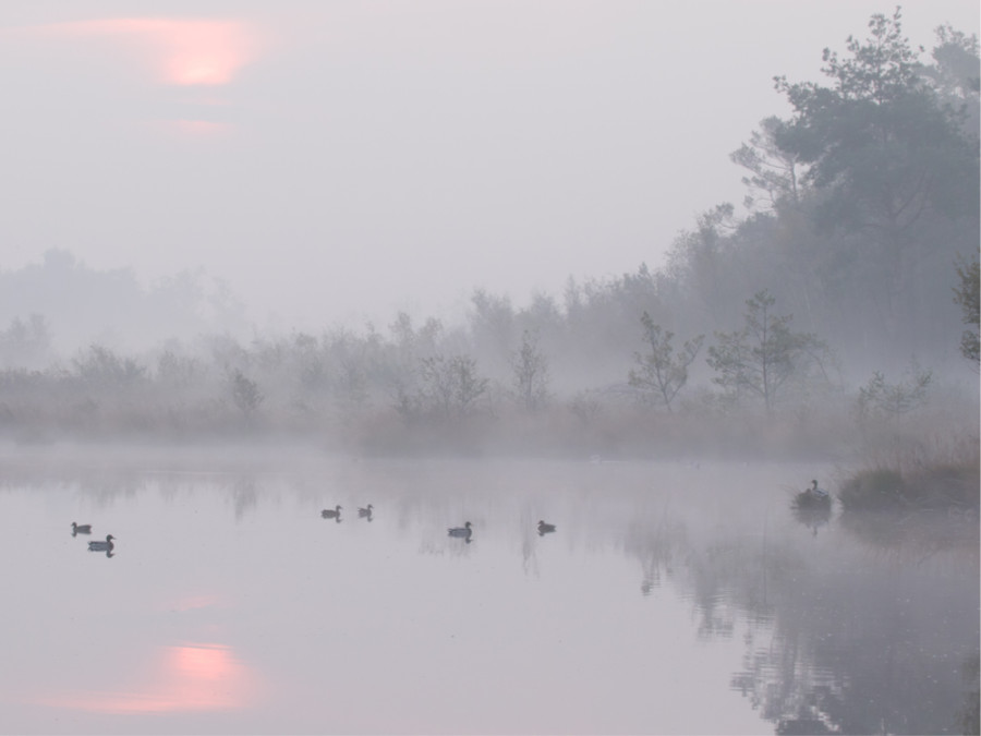 Mist Buurserzand