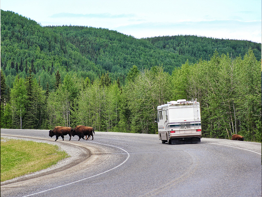 Wildlife spotten vanuit de camper