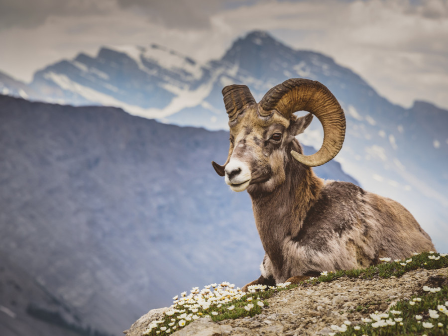 Wildlife in Banff