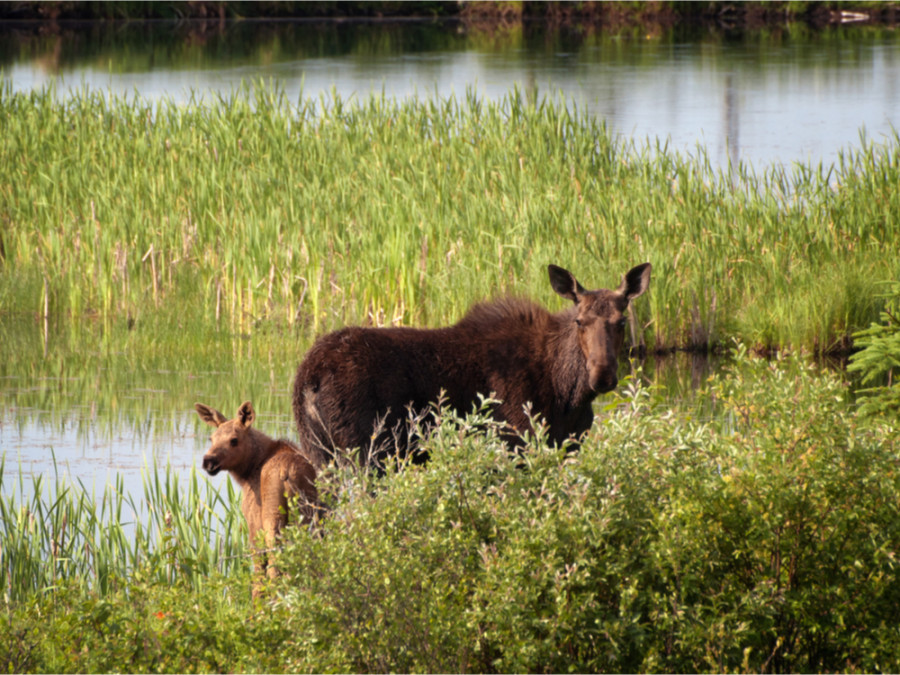 Elanden in Riding Mountain National Park