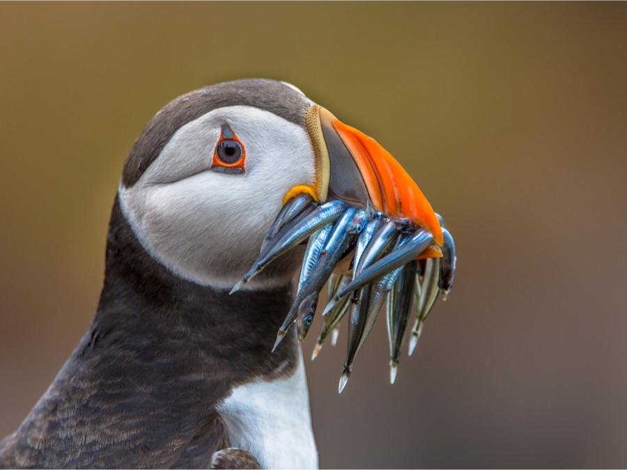 Vogels in Canada