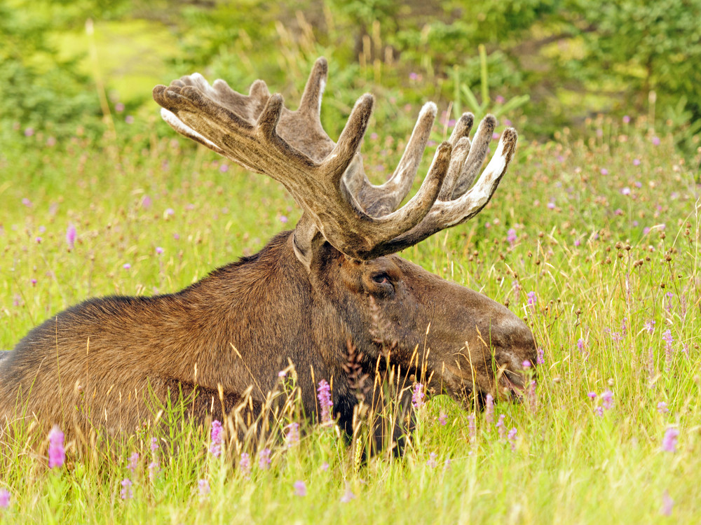 Wildlife Gros Morne