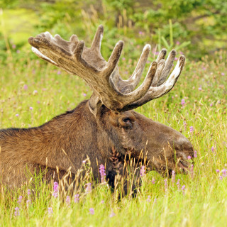 Afbeelding voor Dieren in Canada