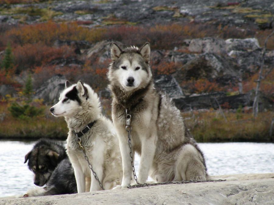 Nunavik