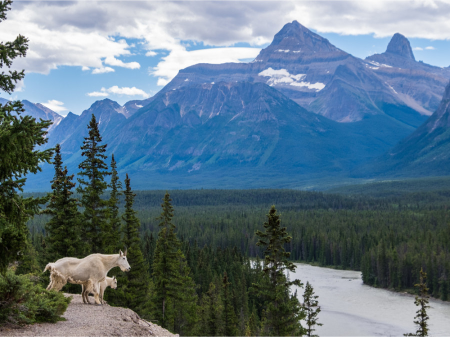 Wildlife in Canada