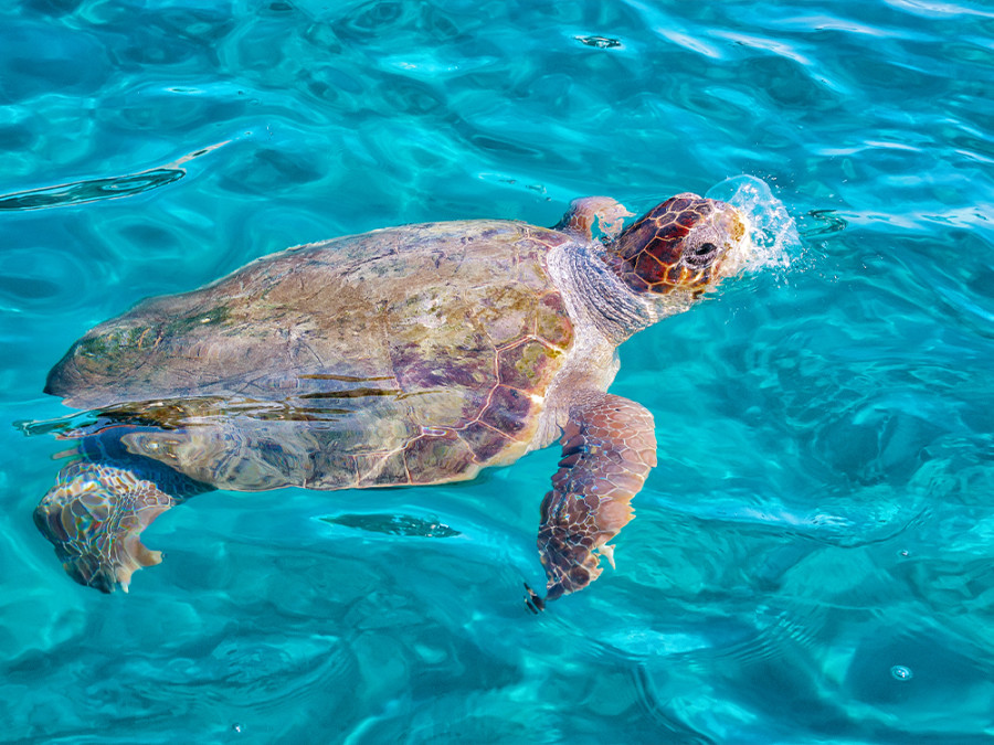 Caretta Caretta schildpad