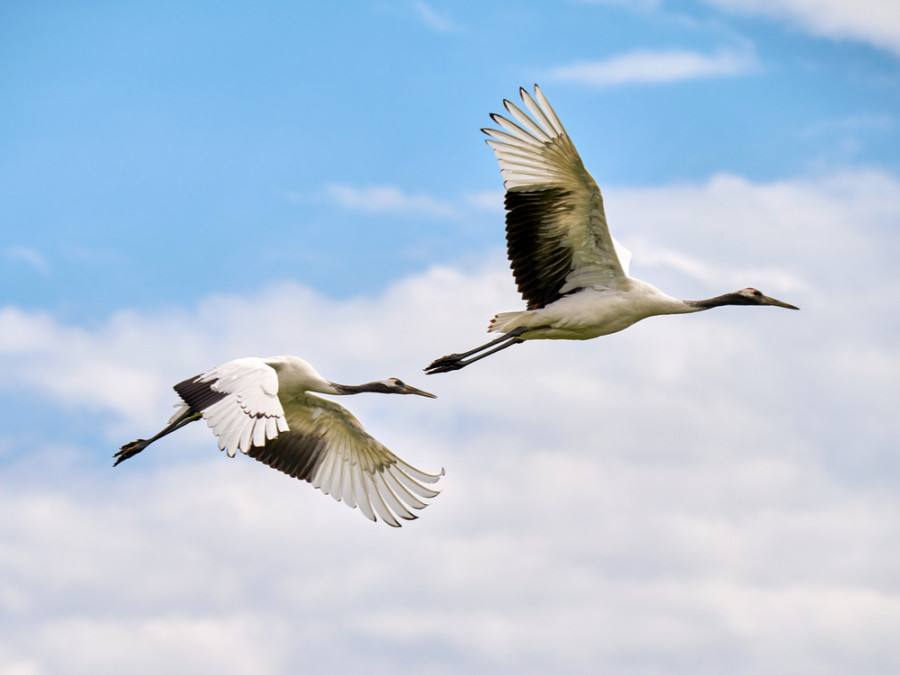 Zhalong kraanvogels