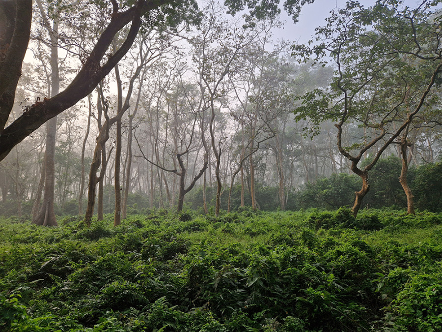 Natuur in Chitwan NP