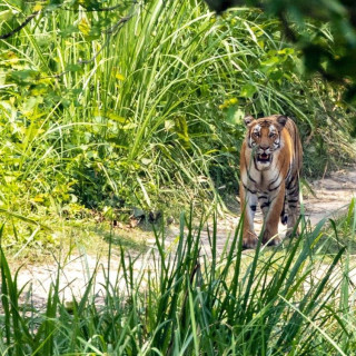 Afbeelding voor Chitwan National Park