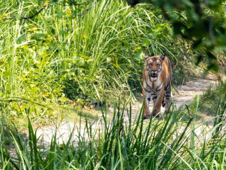 Afbeelding voor Chitwan National Park