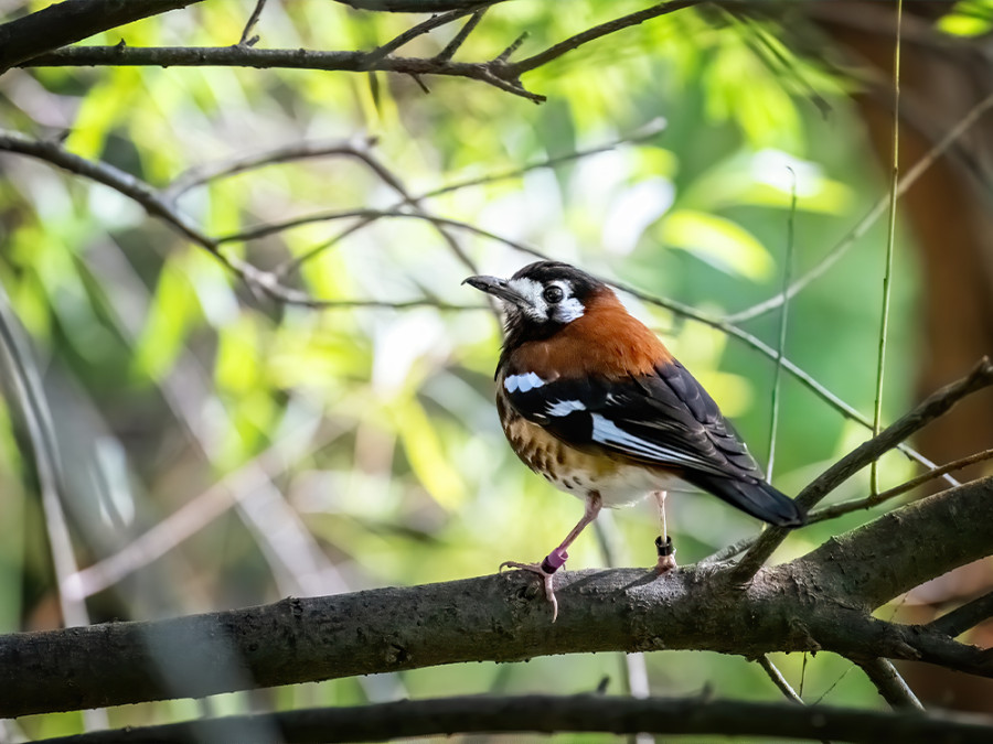 Vogels op Flores