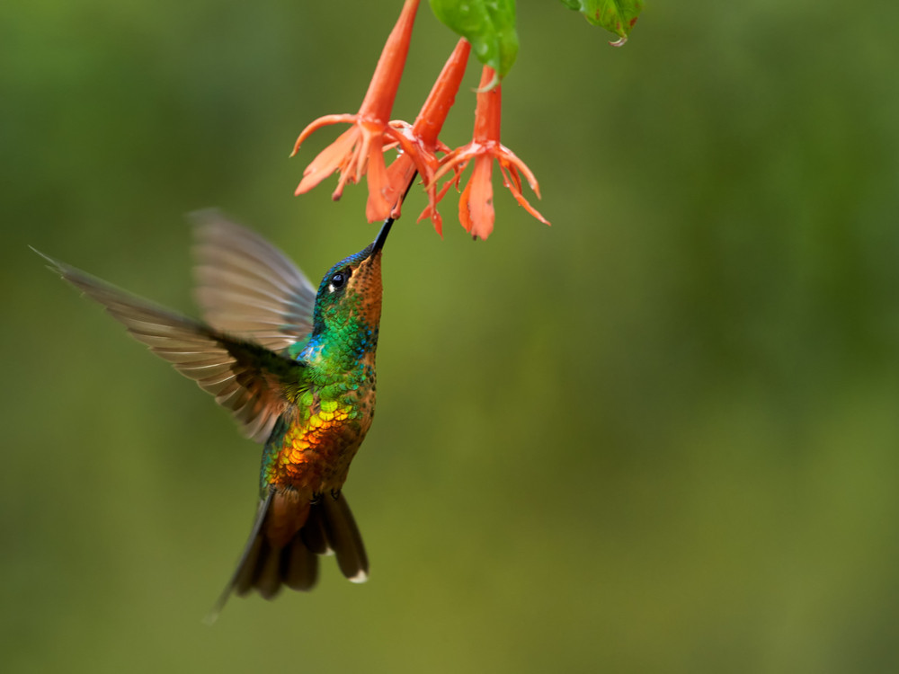 Kolibrie in Colombia