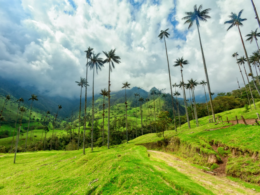 Palmbomen Colombia