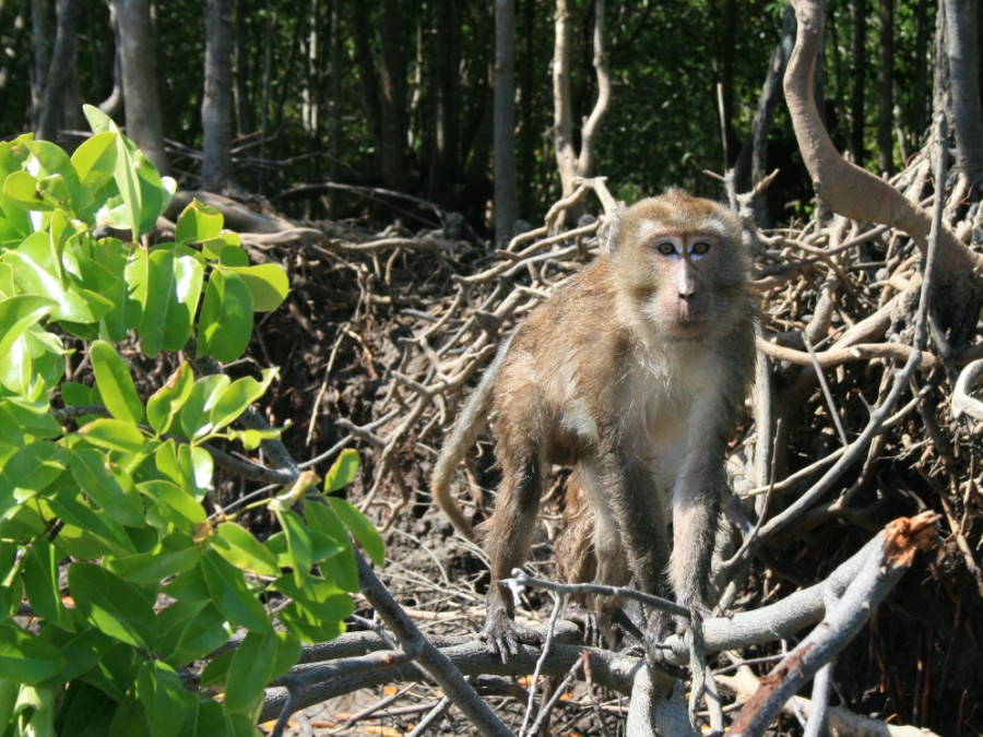 Apen in de mangroven Koh Lanta