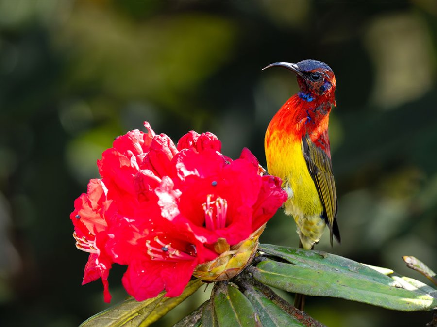 Vogelgebieden Thailand Vogelgebieden Thailand
