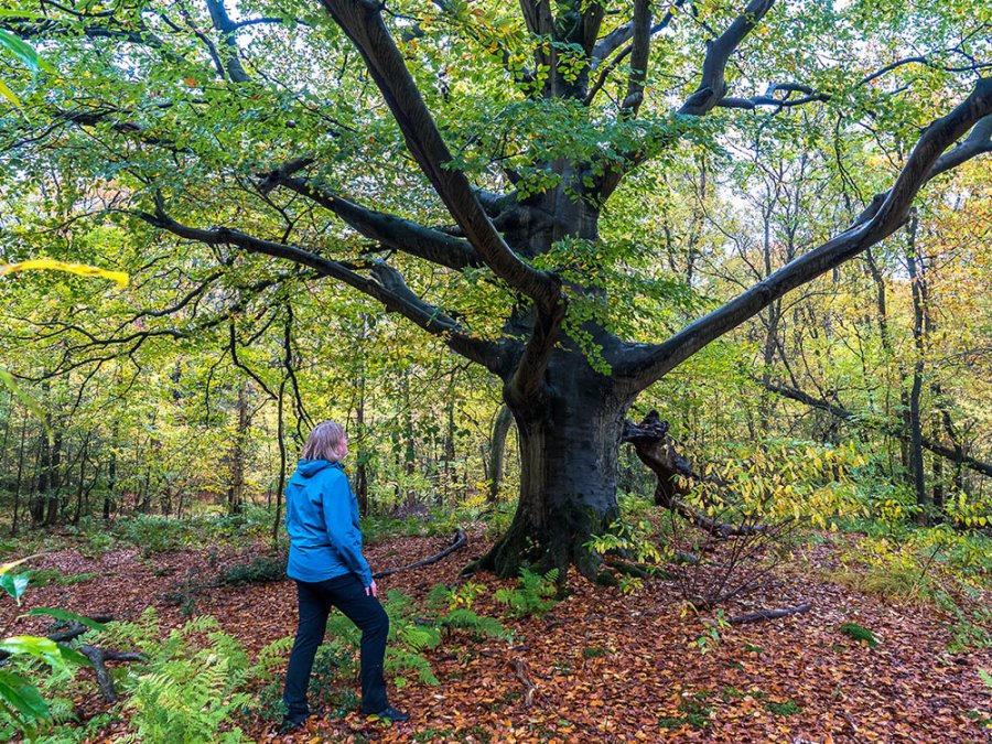 Bossen in Gaasterland Bossen in Gaasterland