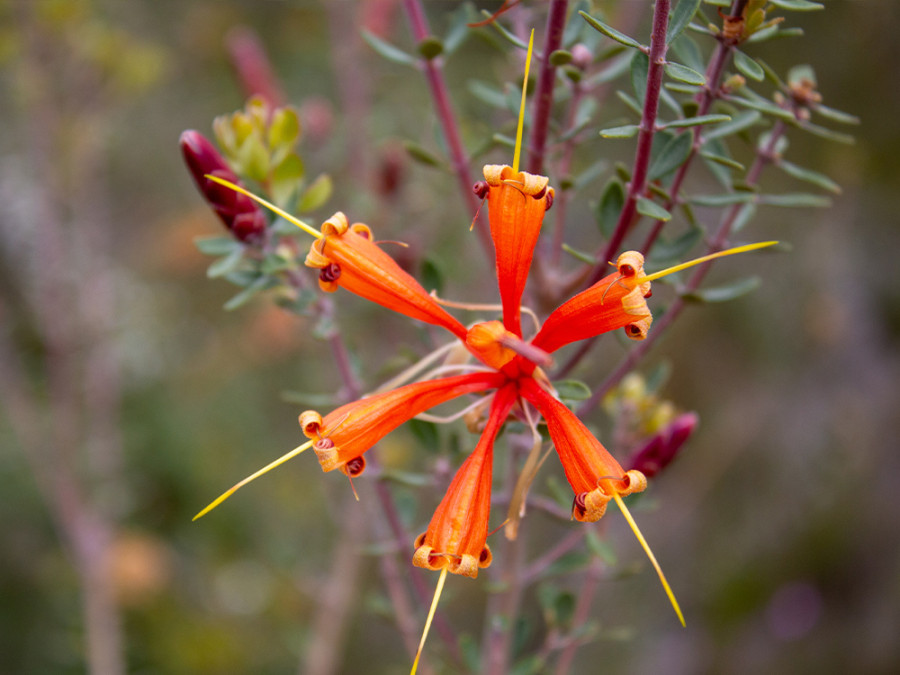 Bloemen in de Stirling Ranges